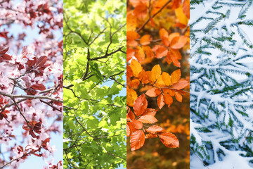 Four seasons, collage. Beautiful photos of nature during spring, summer, fall and winter
