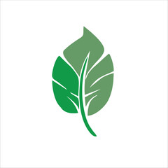 green leaves vector on white background