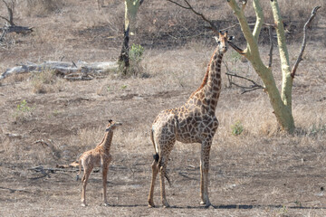 Baby calf giraffe shaking head near mother giraffe in Africa RSA