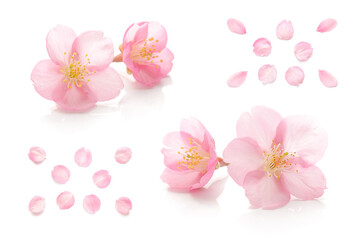 桜 花びら ピンク 春 白 背景 セット