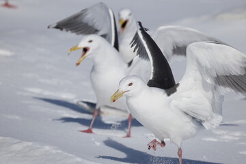 The slaty-backed gull (Larus schistisagus) is a large, white-headed gull that breeds on the north-eastern coast of the Palearctic. This photo was taken in Hokkaido, Japan.