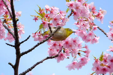 桜の花と野鳥のメジロ