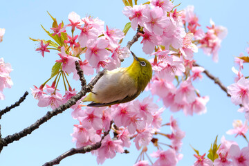 桜の花と野鳥のメジロ