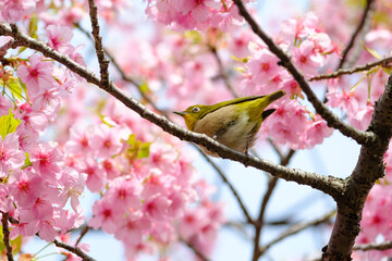 桜の花と野鳥のメジロ
