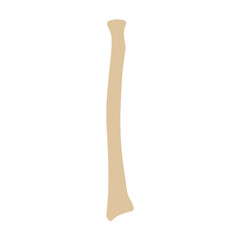 Radius bone anterior colored icon