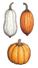 Three distinct pumpkins in various colors and shapes, showcasing their unique features and textures.