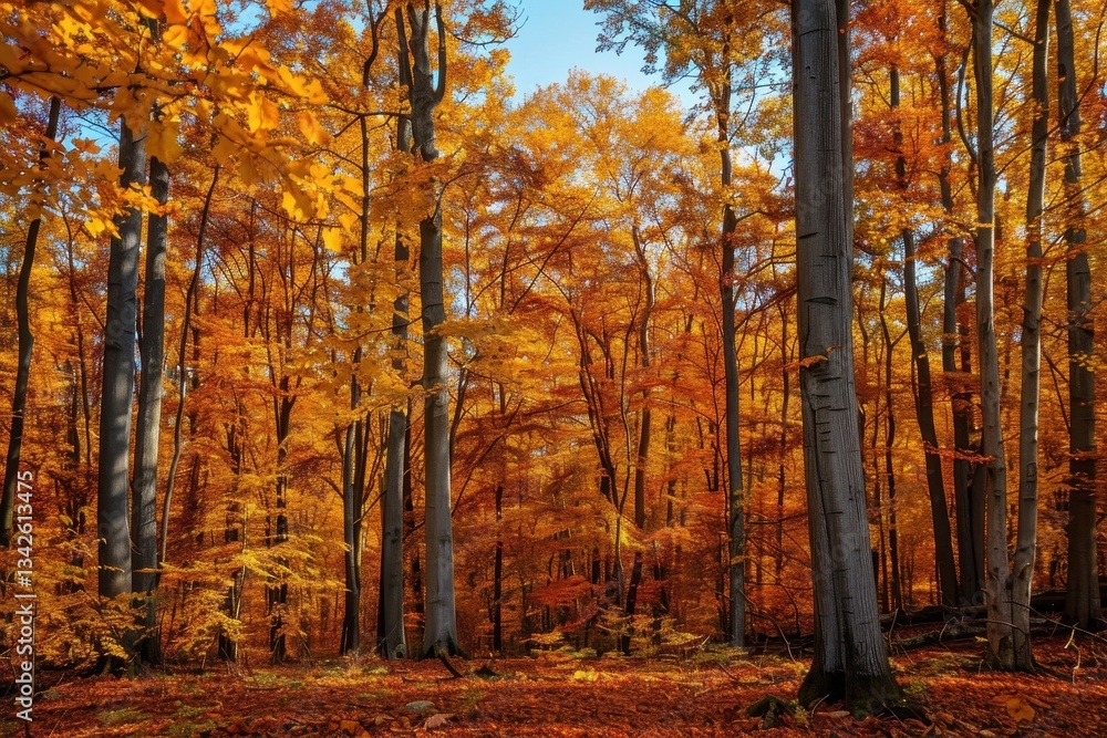 Poster vibrant autumn forest with colorful leaves and golden sunlight filtering through tall trees