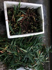 Close up view of ginger plants after harvesting the leaves, showing healthy green stems and fresh ginger rhizomes growing in rich black soil, indoor home gardening concept