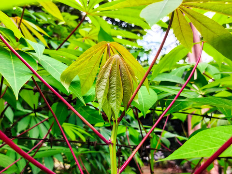 Cassava leaves are the leaves of the cassava plant. They are nutritious and can be used in many dishes.