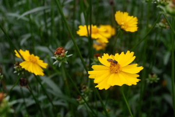  yellow flowers and bee in perfect harmony