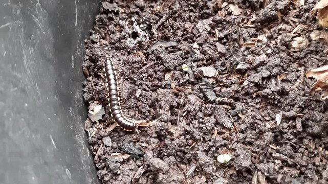 A millipede crawling on moist soil inside a plant-pot. This pest can damage roots and organic matter, affecting plant health in container gardening