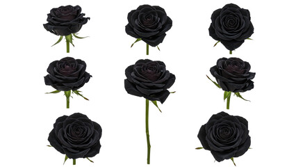 Black Roses isolated on transparent background