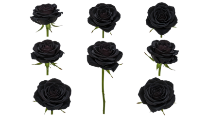 Black Roses isolated on transparent background