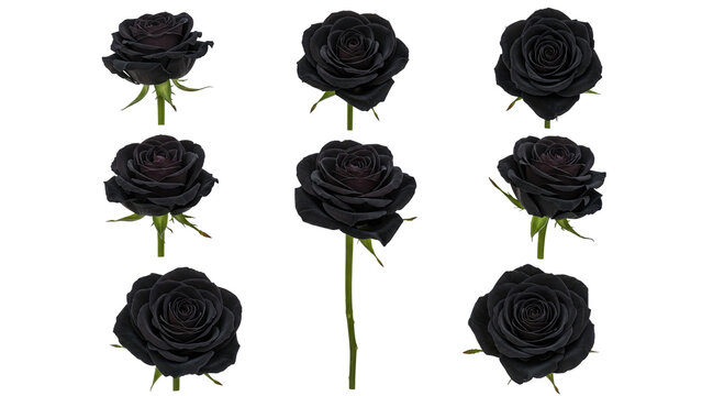 Black Roses isolated on transparent background