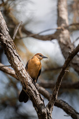 Boat-tailed grackle
