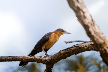 Boat-tailed grackle