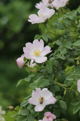 rose hip flowers close up

