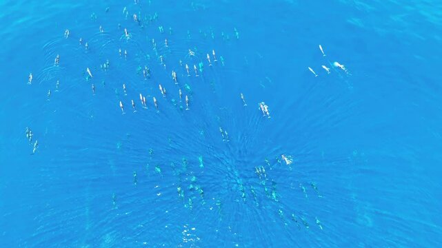 Melon-headed whales, Peponocephala electra, swim at the surface of the Gulf of Tomini on the east coast of Sulawesi, Indonesia. These widely-distributed toothed whales are rarely encountered.