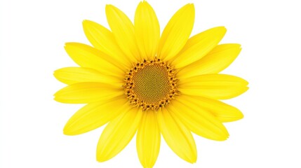 Fototapeta premium A vibrant yellow flower with delicate petals radiates outward, showcasing a bright yellow center, all set against a clean, crisp white background that enhances its beauty.