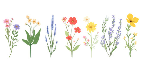 A set of cute wildflowers, a flat vector illustration, simple, on a white background
