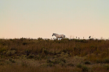 Sunset Over Fort Pierre Prairie, White Horse on the Horizon