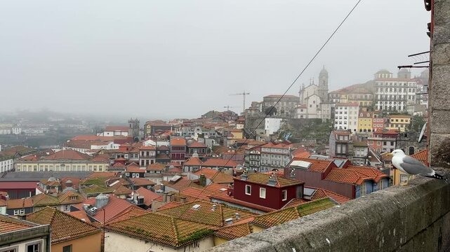 panorama of porto with seagull