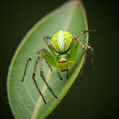 Fototapeta premium spider on leaf