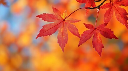 A vibrant backdrop of fiery red maple leaves, their edges kissed by the crisp autumn air, forming a breathtaking spectacle of nature is artistry.