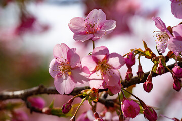 日出町大神の河津桜