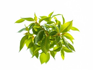 Fresh green leaves thrive under sunlight, showcasing nature's beauty, growth, and vitality in a tranquil, vibrant, and eco-friendly environment