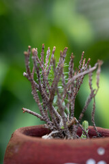 planta podada con ramas secas y fondo verde desenfocado