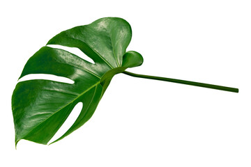 Monstera plant image on transparent background © Rawpixel.com