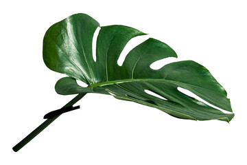 Monstera leaf png, transparent background © Rawpixel.com