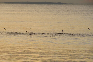 朝焼けの中ライズする魚