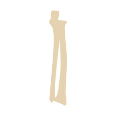 radius and ulna posterior colored icon