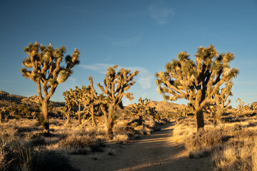 Trail Through Forest of Large Joshua Trees