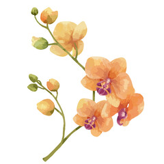 Fototapeta premium Orange orchid png watercolor flower, transparent background
