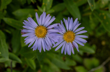 Fototapeta premium Two Leafy Aster Blooms In Glacier