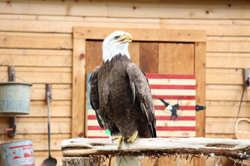 Bald eagle perched with American flag in background