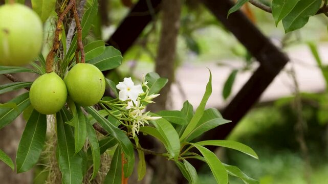Close-Up of Cerbera Odollam Fruit and Flowers