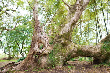 Obraz premium 鹿児島県日置市の千本楠