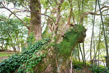 鹿児島県日置市の千本楠