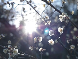 逆光の中の梅の花
