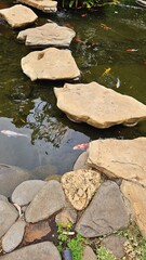 Stepping stone over a fish pond.