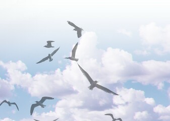 Flying seagulls in the sky remix