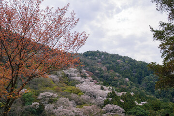 桜の季節の京都嵐山