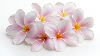 Fototapeta premium Tropical Flowers Beauty Delight