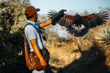 Falconer in casual attire interacts with a Harris's hawk in a natural setting