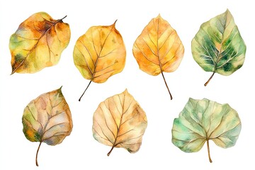 Obraz premium Set of watercolor Aspen Leaves hand drawn on a white background