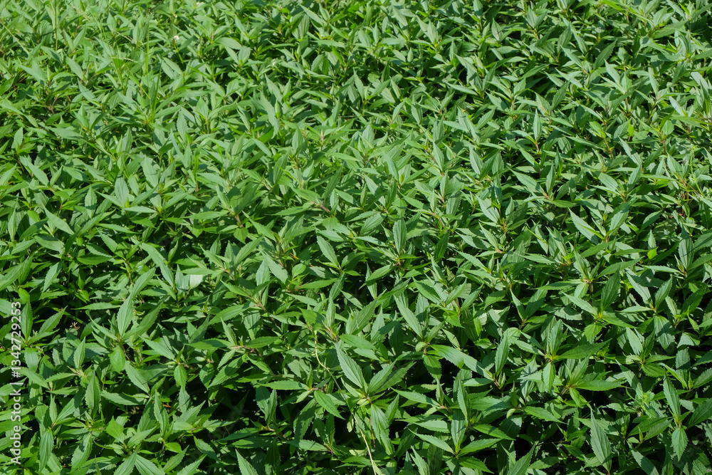 Poster background pattern and texture of fresh green leaves in the garden.ecology and environment concept. 